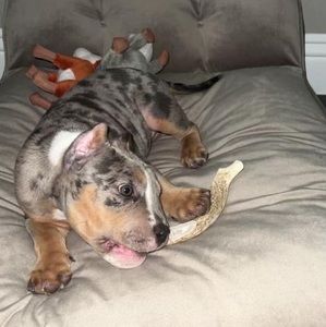 Meet your Posher, Benny